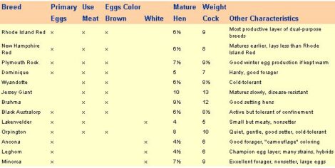 An Illustrated Guide to Hen and Rooster Varieties Image